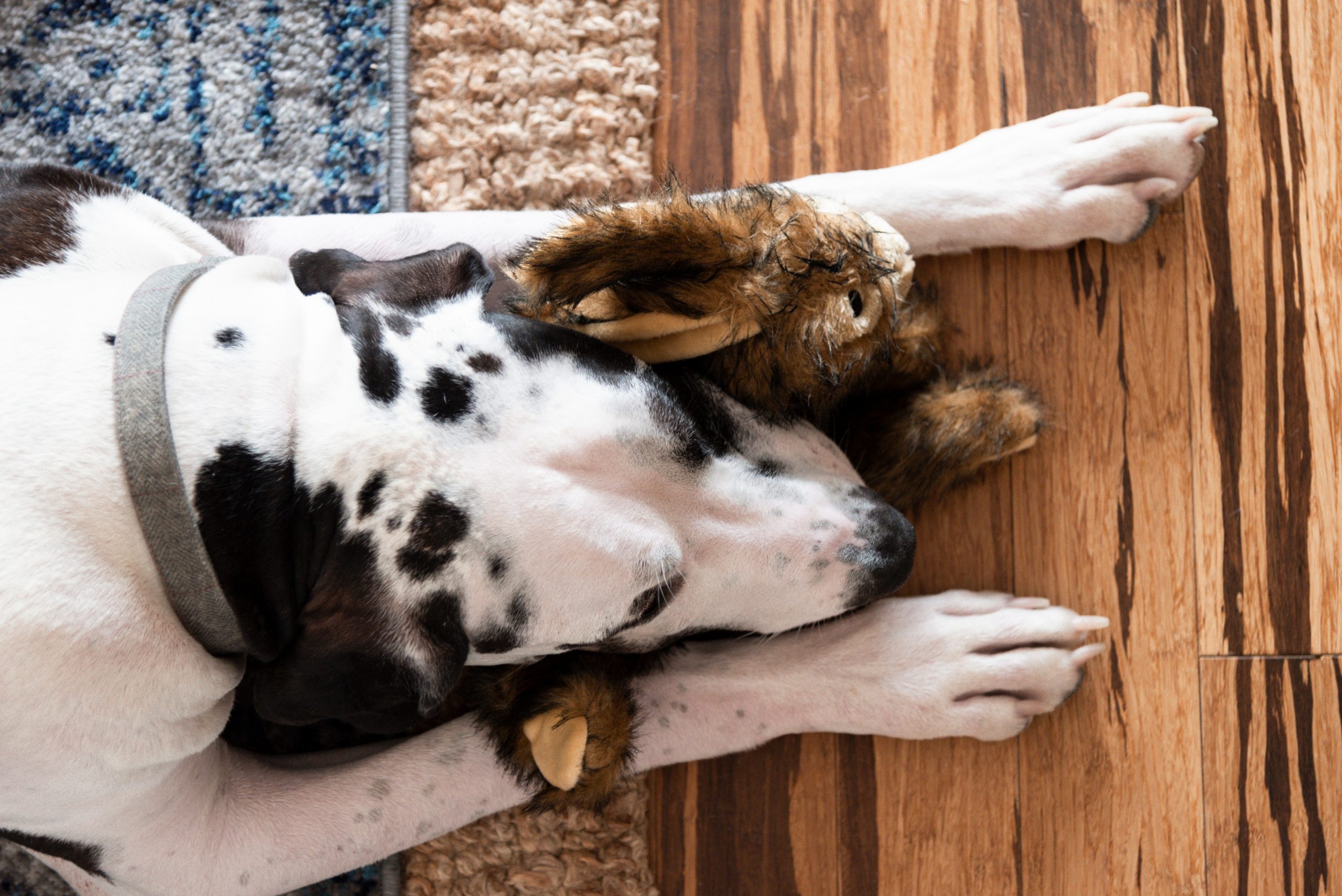 Training For Dogs With Separation Anxiety: Tips And Strategies